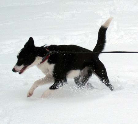 Romping in the snows!